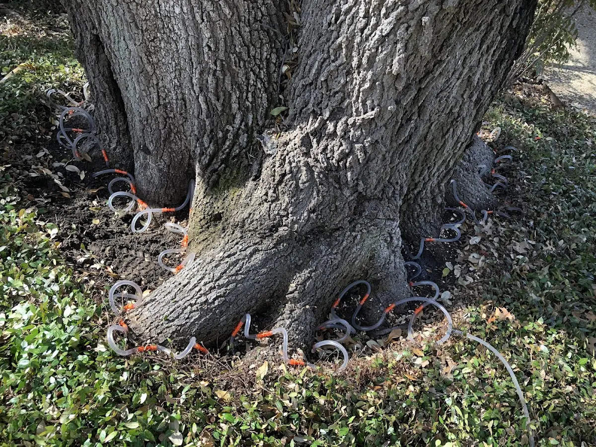 Detailed Tree Cabling and Bracing job site in Sonora